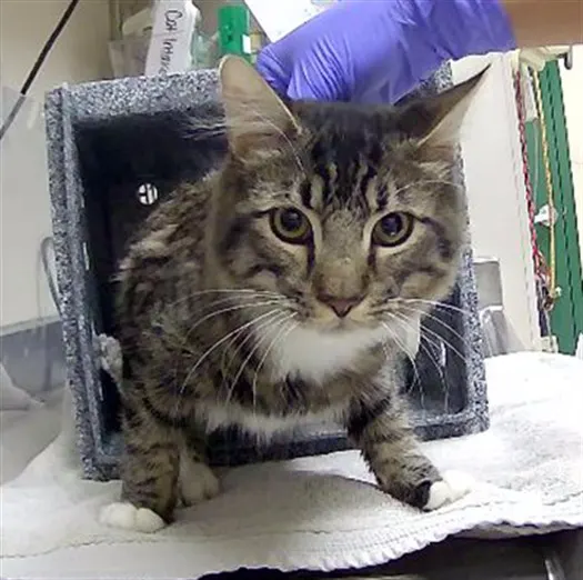 Adoptable Cat
