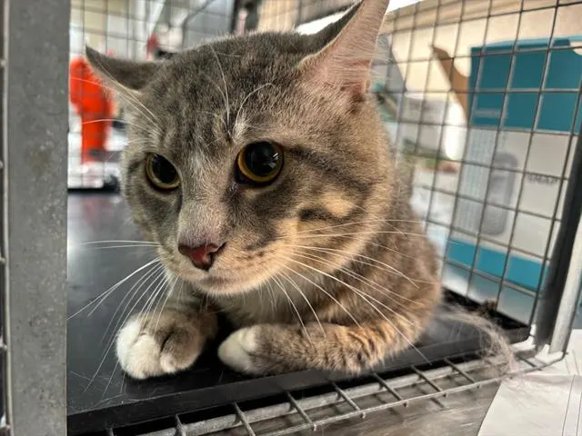 Kitty Boo