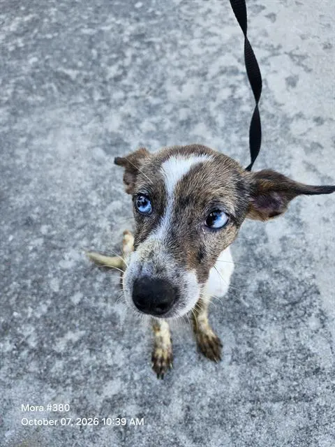 Loba