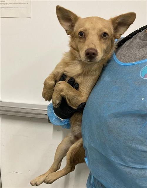 Adoptable Dog