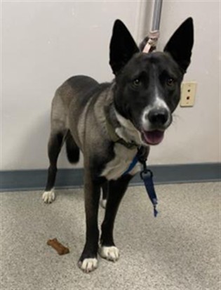 Adoptable Dog