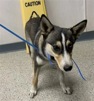 Adoptable Dog