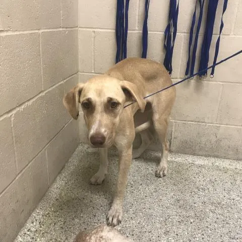 Adoptable Dog