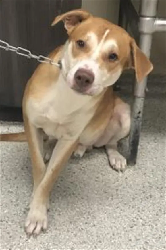 Adoptable Dog
