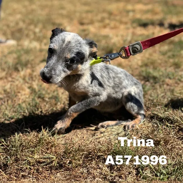 Trina