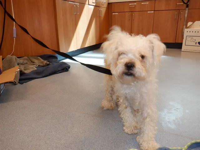 Adoptable Dog