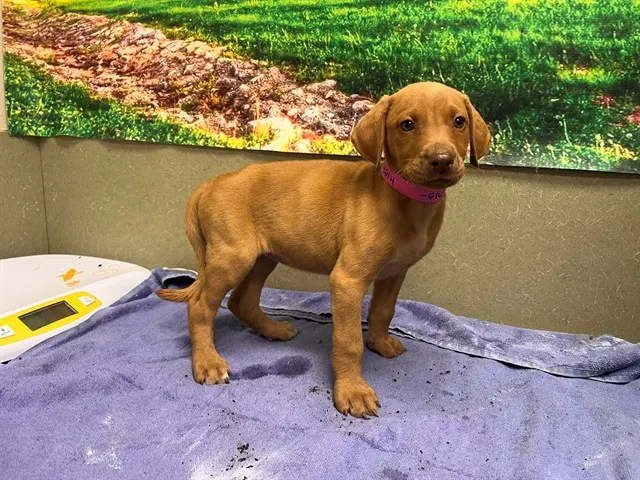 Adoptable Dog