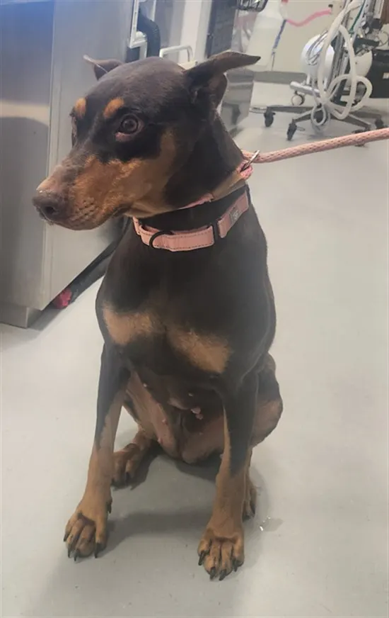 Adoptable Dog