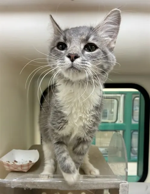 Adoptable Cat