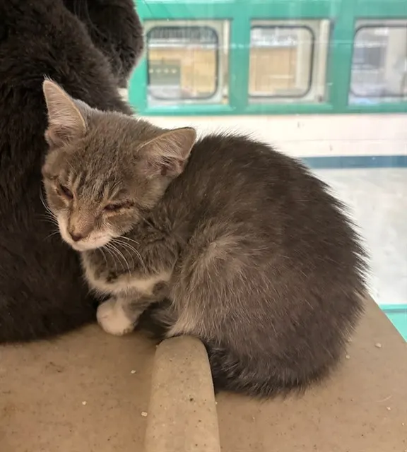 Adoptable Cat