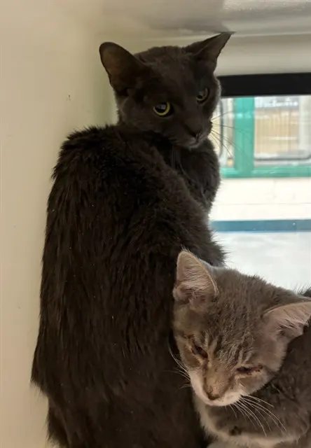 Adoptable Cat