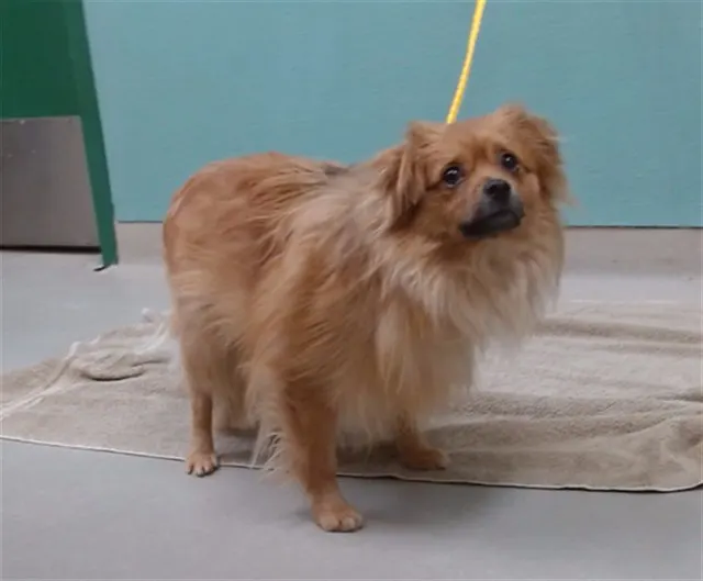 Adoptable Dog