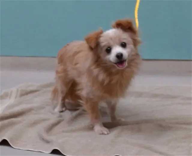 Adoptable Dog