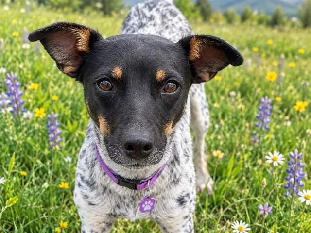 Poppy