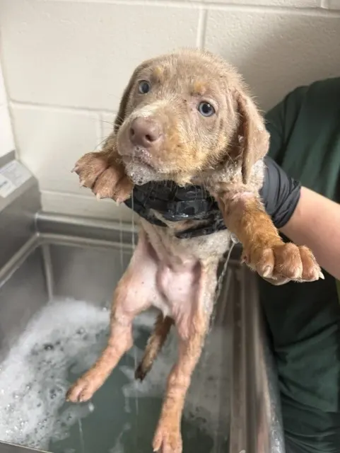 Adoptable Dog