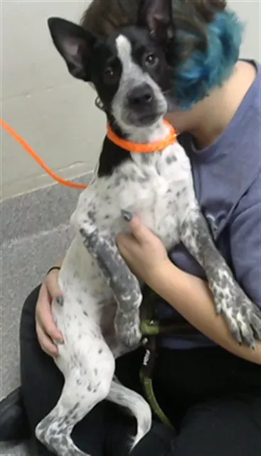 Adoptable Dog