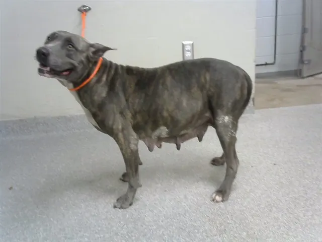 Adoptable Dog