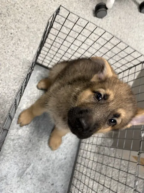 Adoptable Dog