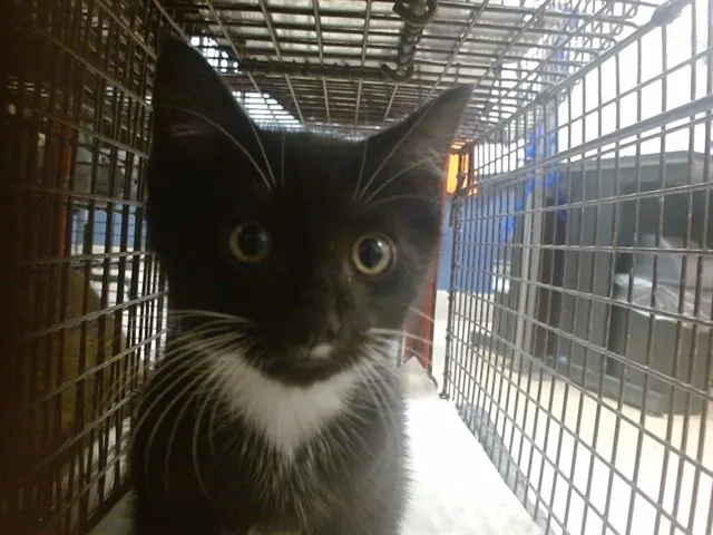 Oreo