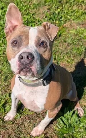 Bubba