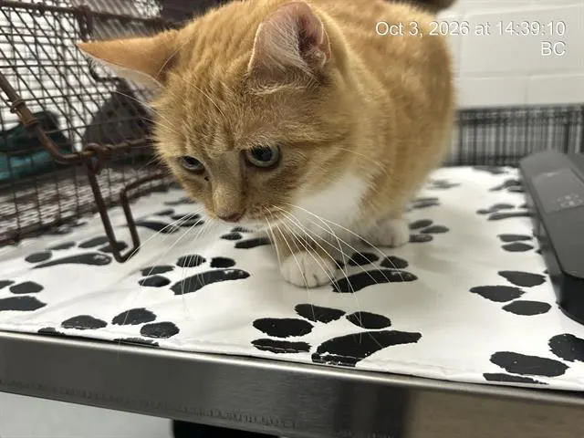 Adoptable Cat