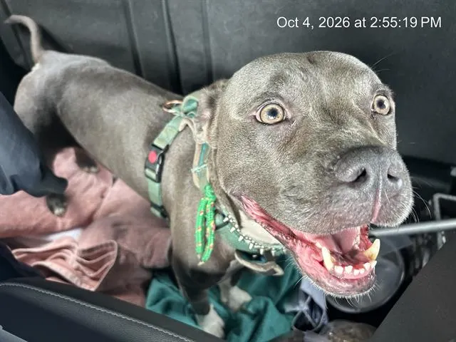 Adoptable Dog