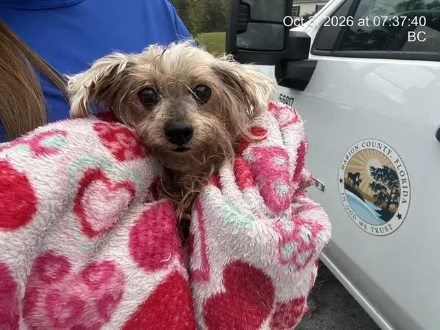 Adoptable Dog