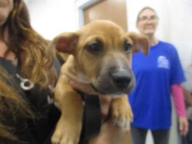 Adoptable Dog