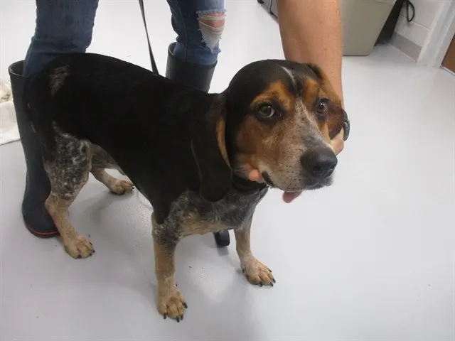 Adoptable Dog
