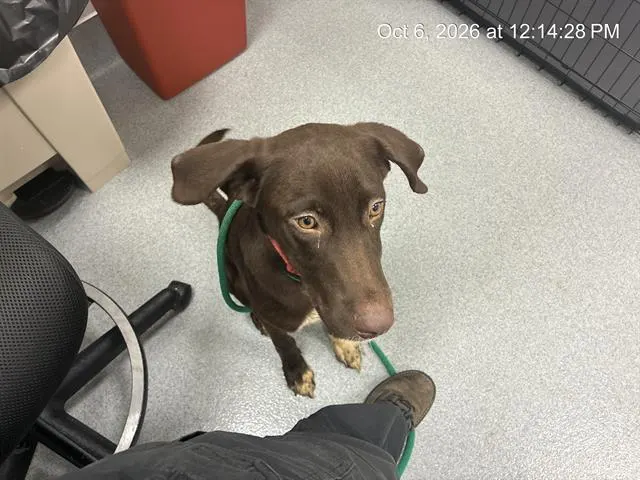 Adoptable Dog