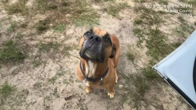 Dewey