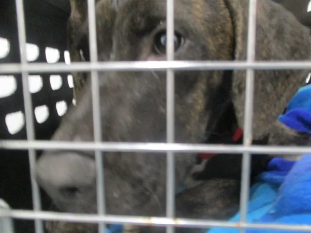 Adoptable Dog