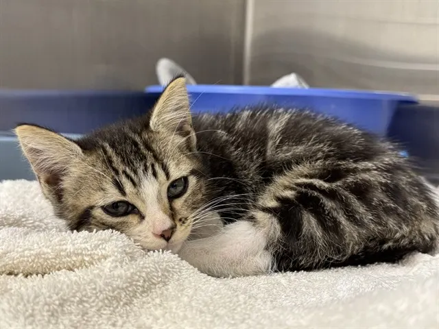 Adoptable Cat