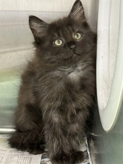 Adoptable Cat