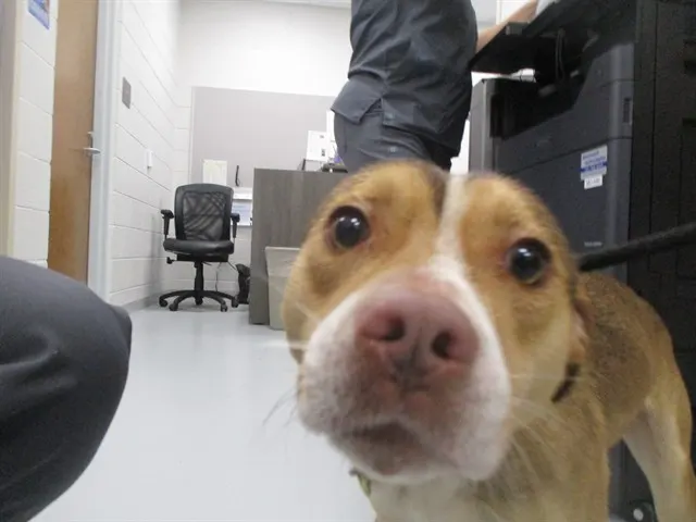 Adoptable Dog