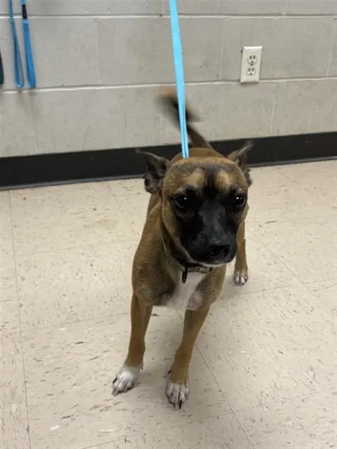 Adoptable Dog