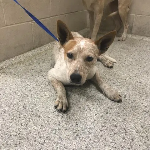 Adoptable Dog