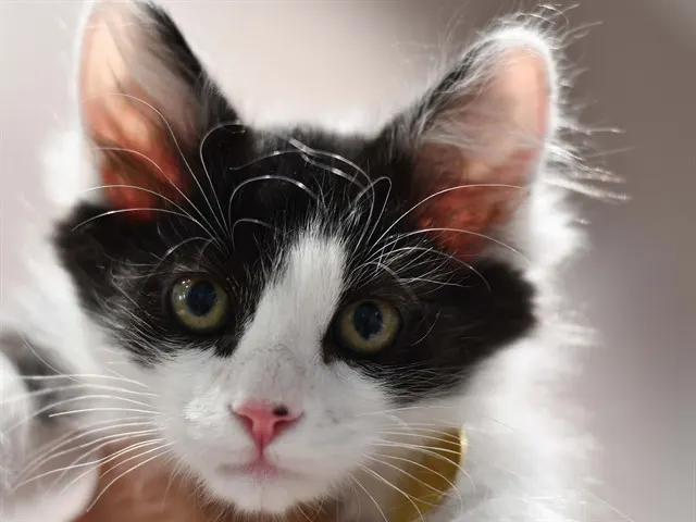 Zorro