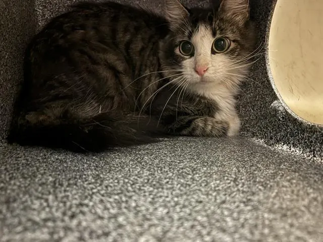 Adoptable Cat