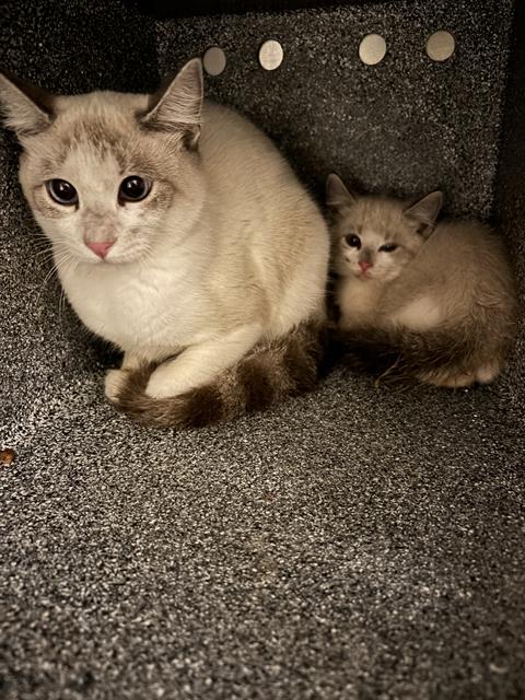 Adoptable Cat