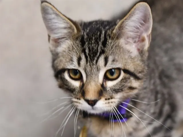 Tabasco