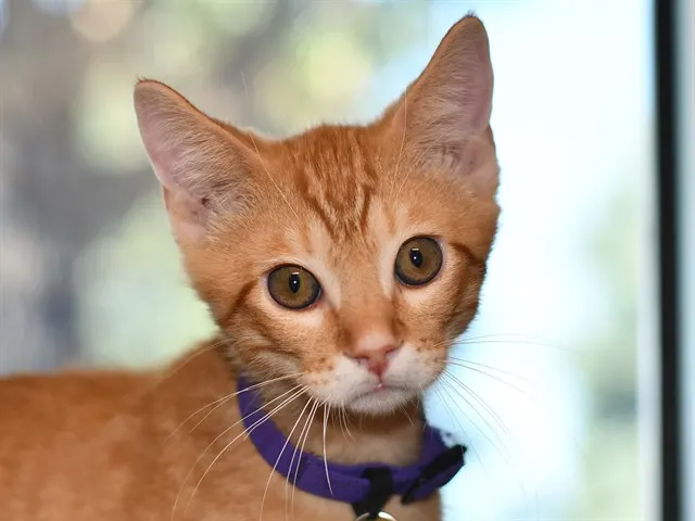 Tapatio