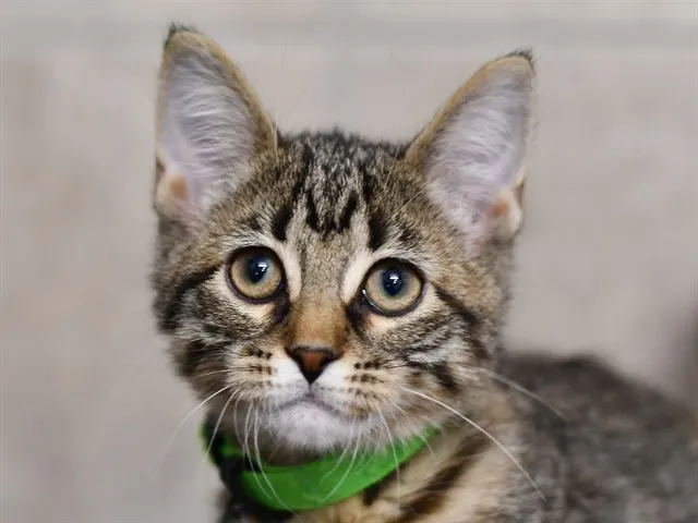 Mimi