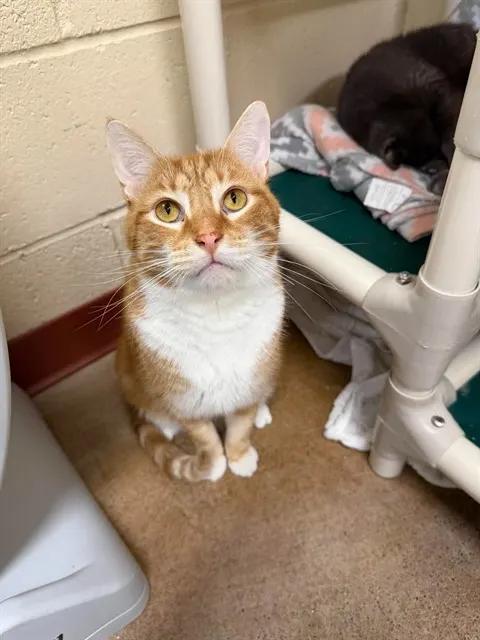 Milo