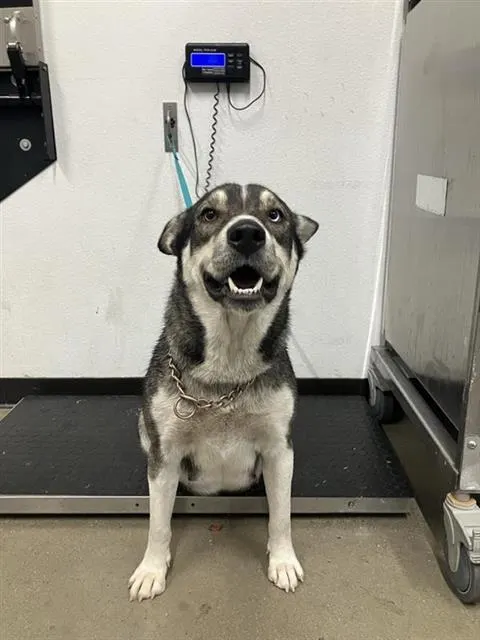 Adoptable Dog