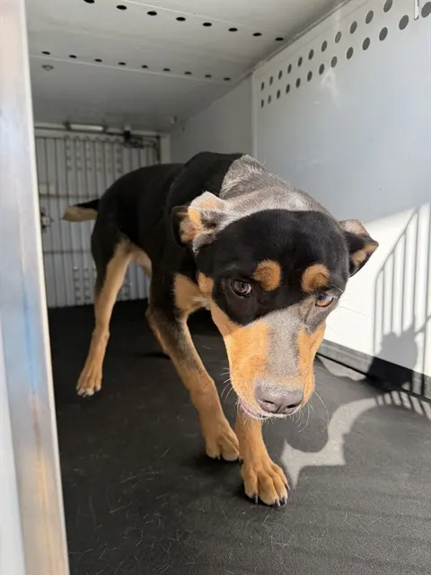 Adoptable Dog
