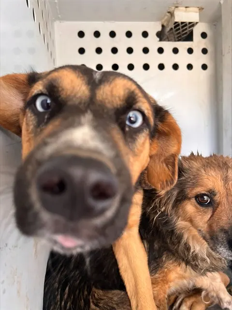 Adoptable Dog