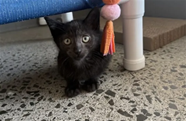 Ali
