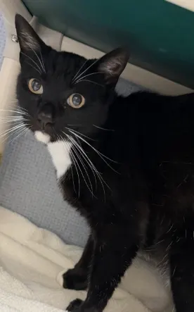 Junipurr