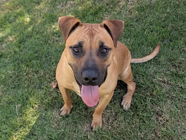 Archie